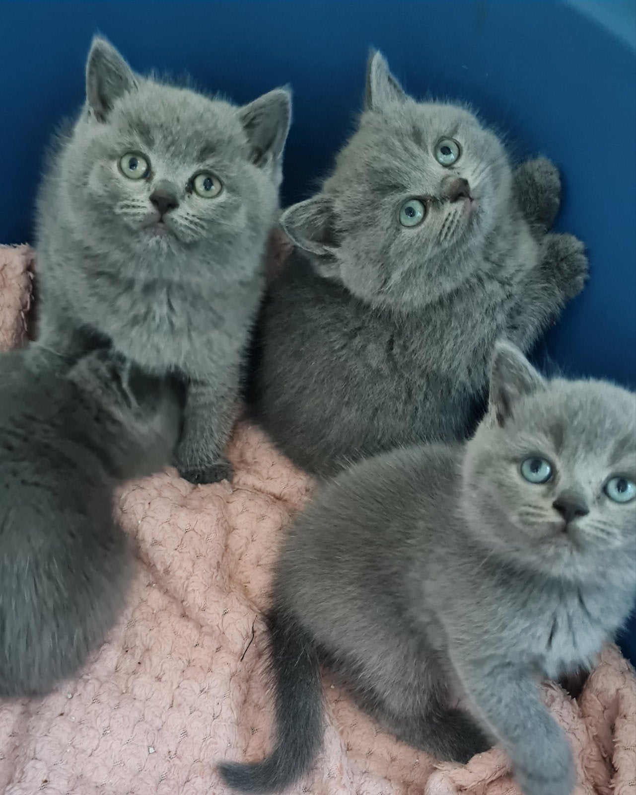 Britse korthaar kittens, Meerdere dieren