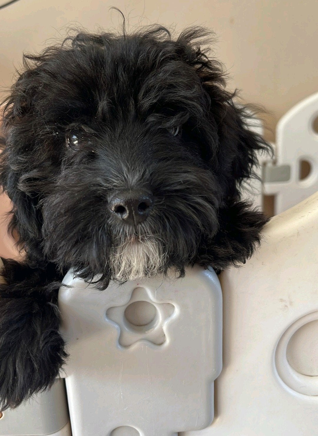 mini labradoodle van 8 maanden, Dieren en Toebehoren, Honden | Niet-rashonden, Parvo, 15 weken tot 1 jaar, Reu, Eén hond