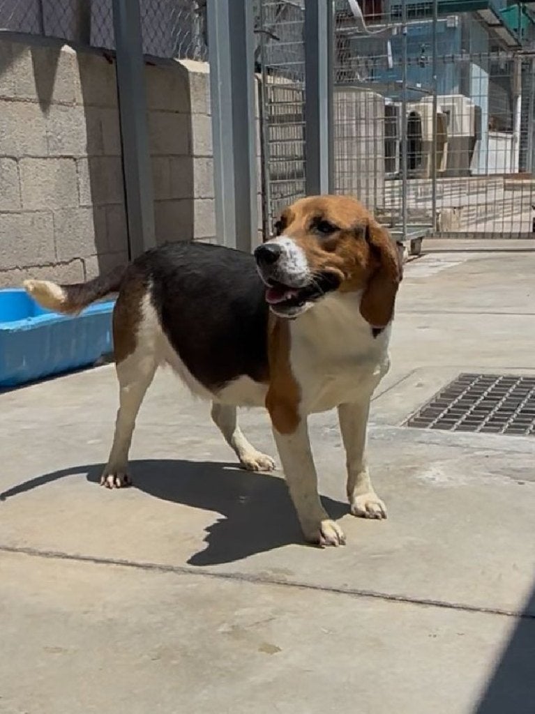 ACE: Shuri is een echte kapoen!, Beagle, Particulier, 15 weken tot 1 jaar, Buitenland