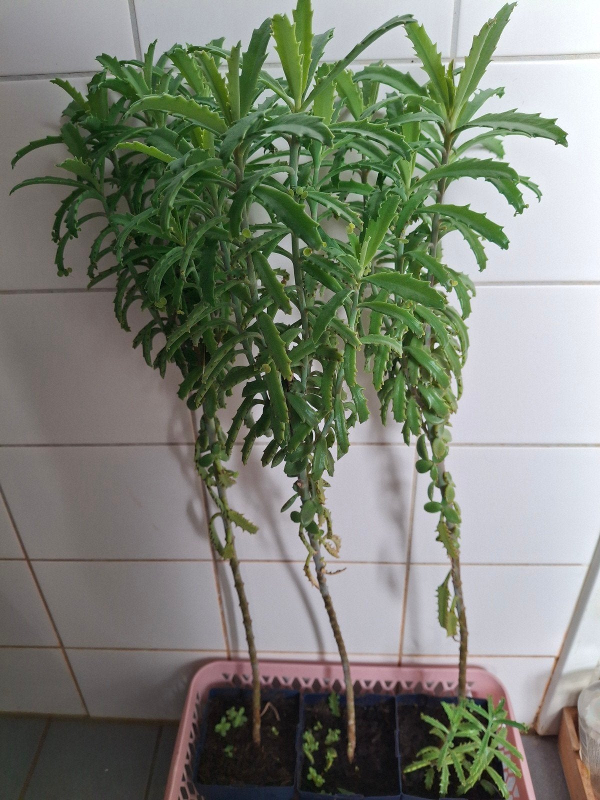 Kalanchoë "Lucky Bells", Huis en Inrichting, Ophalen, Halfschaduw, In pot, Minder dan 100 cm