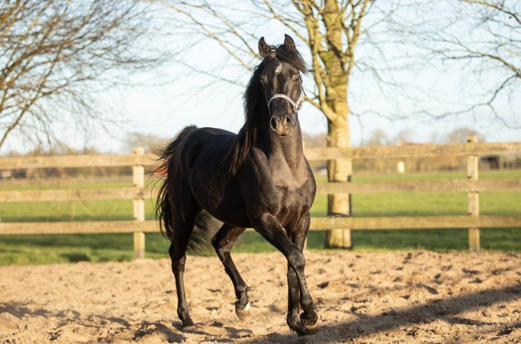 Te koop 4 jarige hengst stamboek Arabier, Dieren en Toebehoren, Minder dan 160 cm, Hengst, 3 tot 6 jaar, Onbeleerd