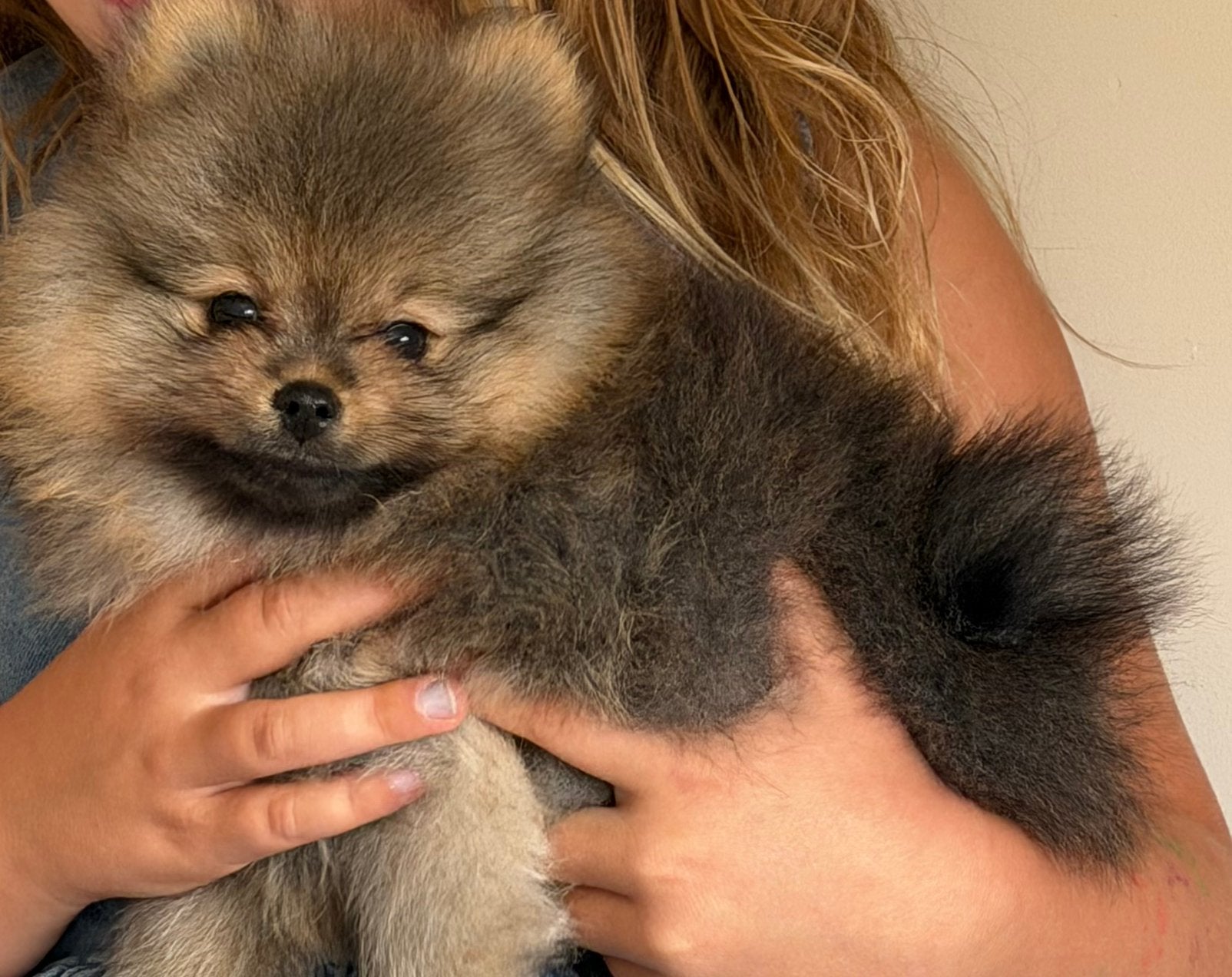Pomeranian/Pomeriaan/dwergkees/Bearface/reutje, Parvo, Keeshond, Reu, 8 tot 15 weken