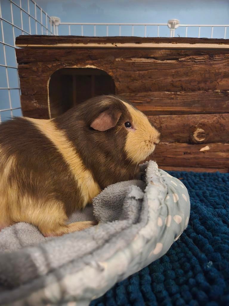 Lieve Cavia Odi, September, Mannelijk, Cavia