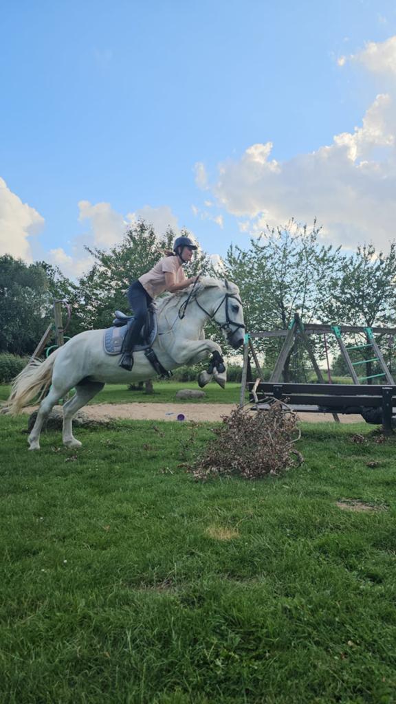 Verzorgster gezocht voor stoere merrie in Rhoon/barendrecht, Ophalen of Verzenden, Nieuw