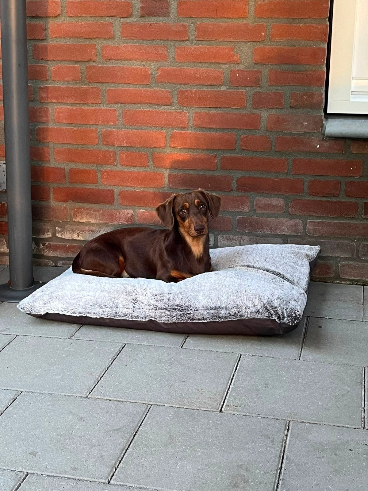 teckel reutje net 1 jaar geweest, Reu, 1 tot 2 jaar, Dwerg, Eén hond