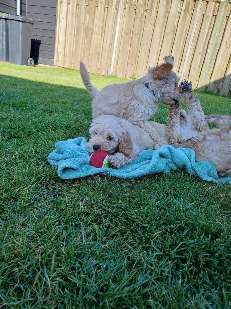 Lieve Kruising Labradoodle pups te koop!, Dieren en Toebehoren, Honden | Chihuahua's en Gezelschapshonden, Parvo, Overige rassen
