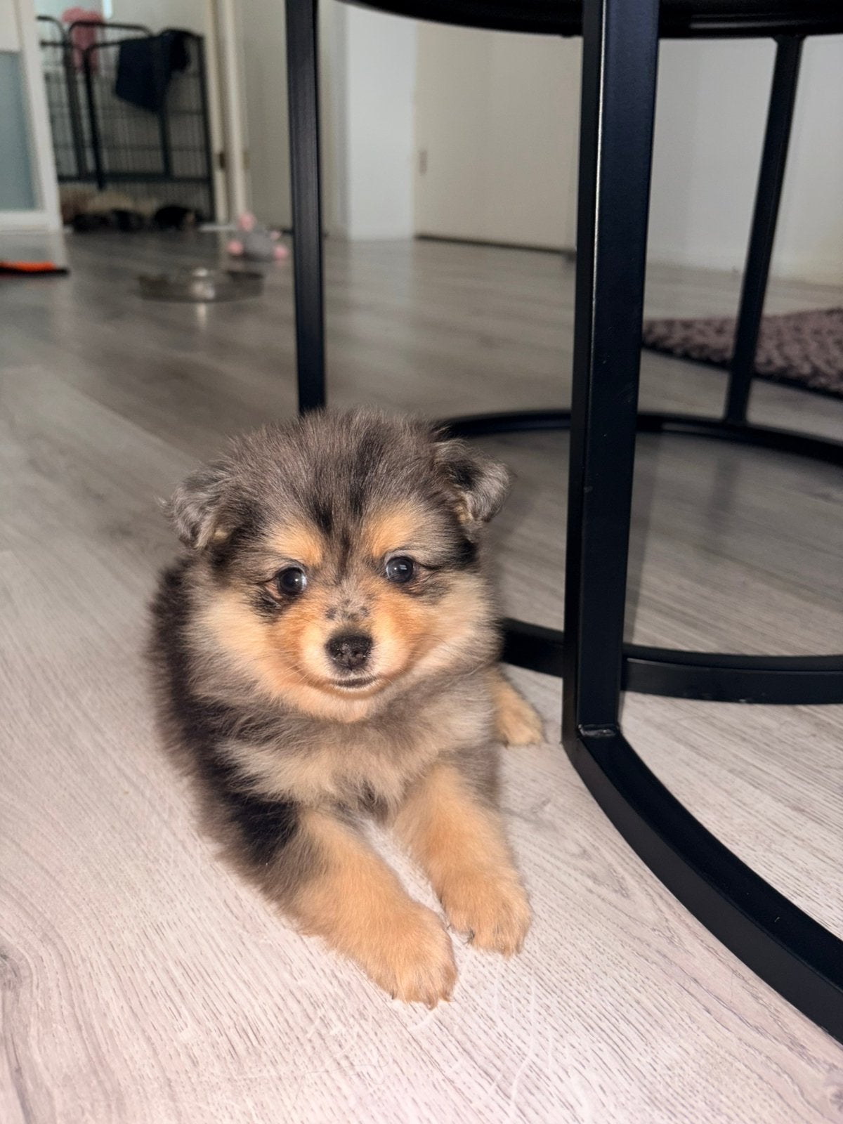 Pomeriaan pups merle tan, black en tan, Dieren en Toebehoren, Honden | Chihuahua's en Gezelschapshonden, Overige rassen, 8 tot 15 weken