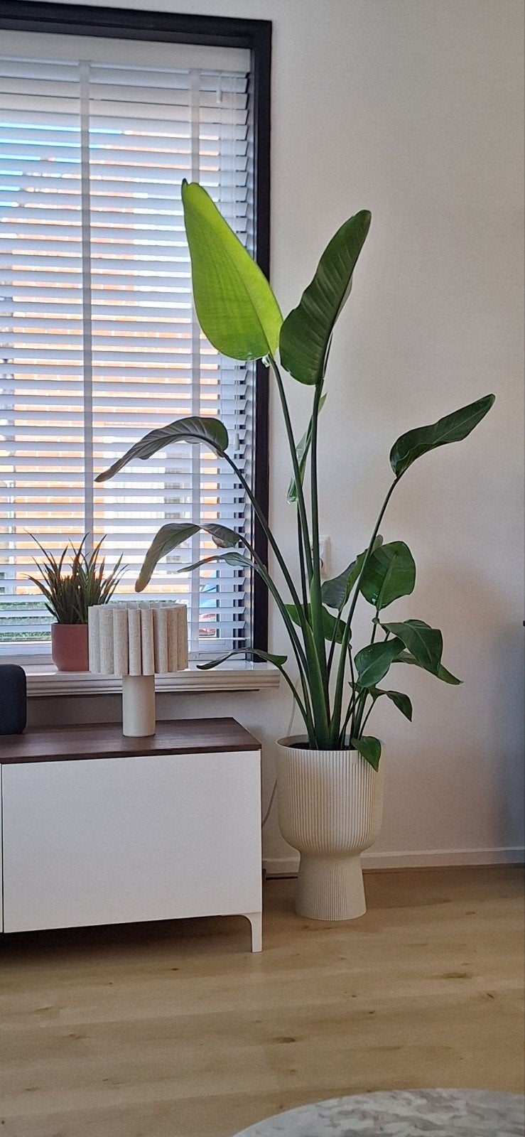 Grote Strelitzia plant met Elho kunststof pot op voet, Groene kamerplant, Ophalen, Halfschaduw, 150 tot 200 cm