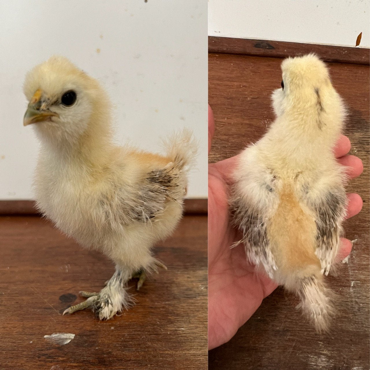 Zijdehoen hen kuikens - 5 stuks, Dieren en Toebehoren, Pluimvee, Kip, Vrouwelijk