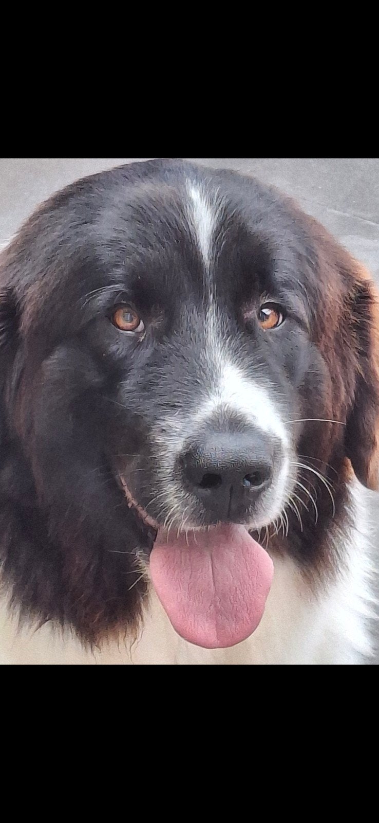 Pyreneeën  landseer  teef, Overige rassen, 1 tot 2 jaar, Teef, Parvo