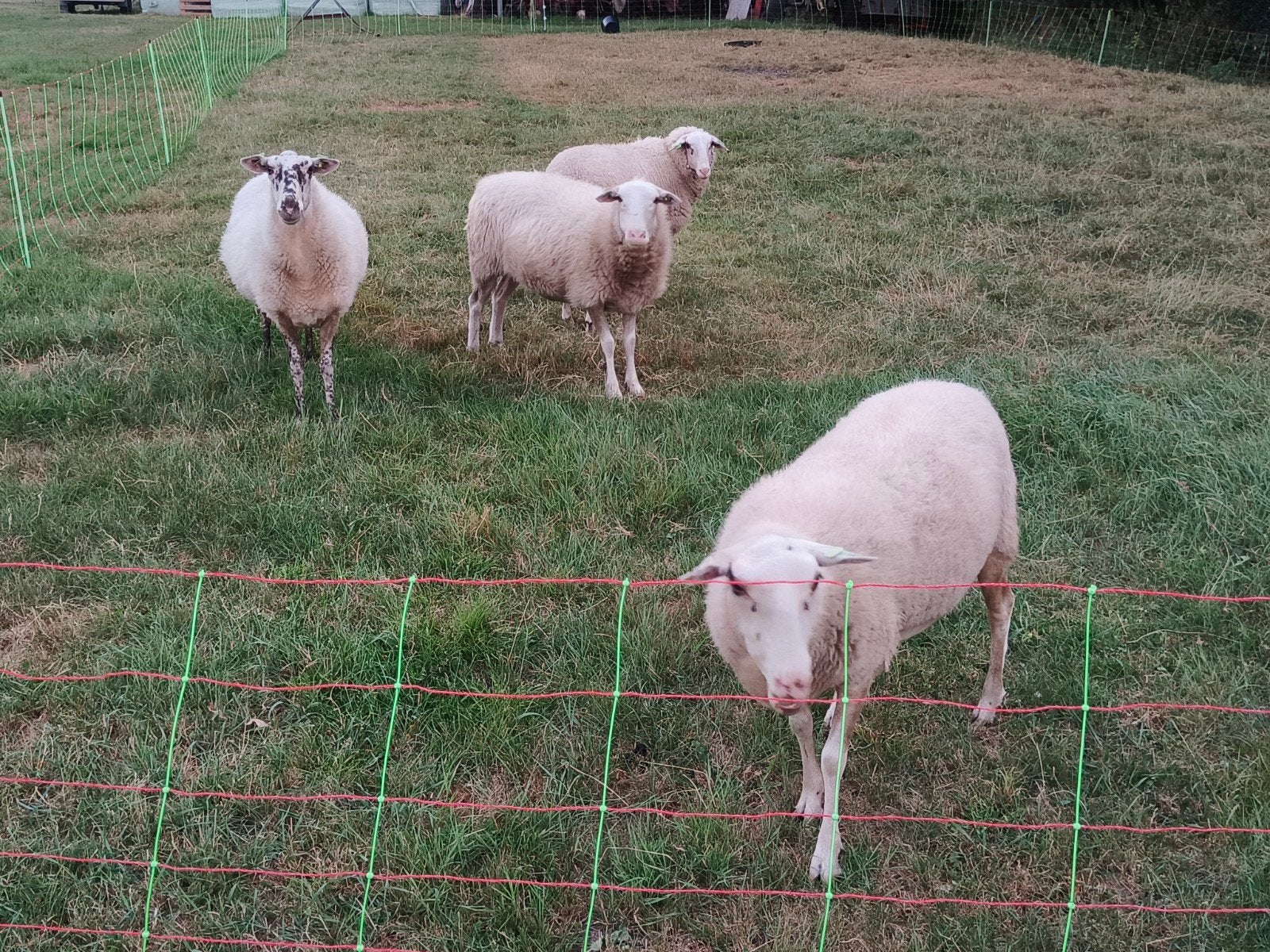 4 Veluwse heideschaap ooien - Raszuiver, Dieren en Toebehoren, Vrouwelijk, Schaap