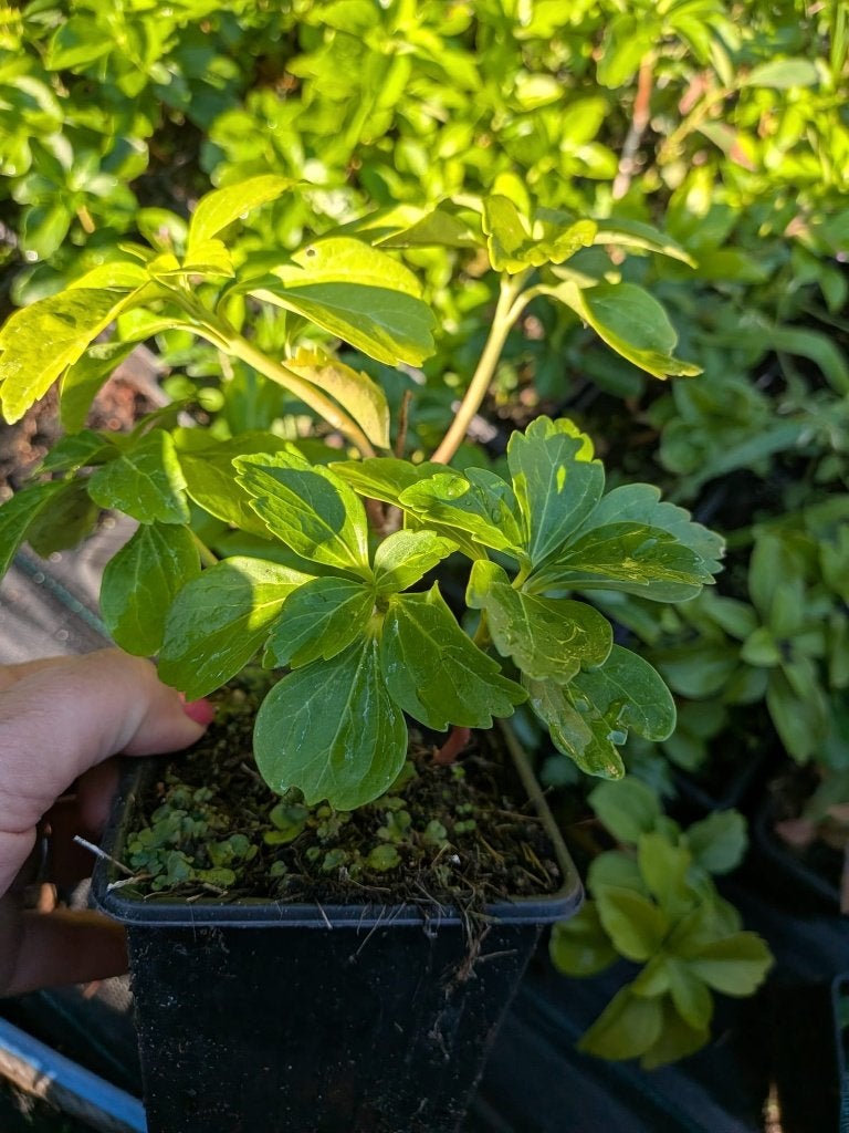 Pachysandra (schaduwkruid,dikkemanskruid)– P9 pot, Ophalen, Bodembedekkers, Vaste plant, Bloeit niet