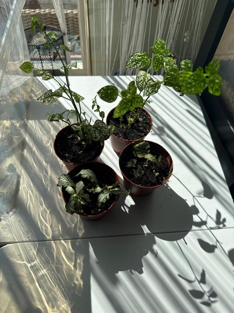 Set van 4 jonge plantjes (Hypoestes en Fittonia), Overige soorten, Vaste plant, Ophalen of Verzenden, Bloeit niet