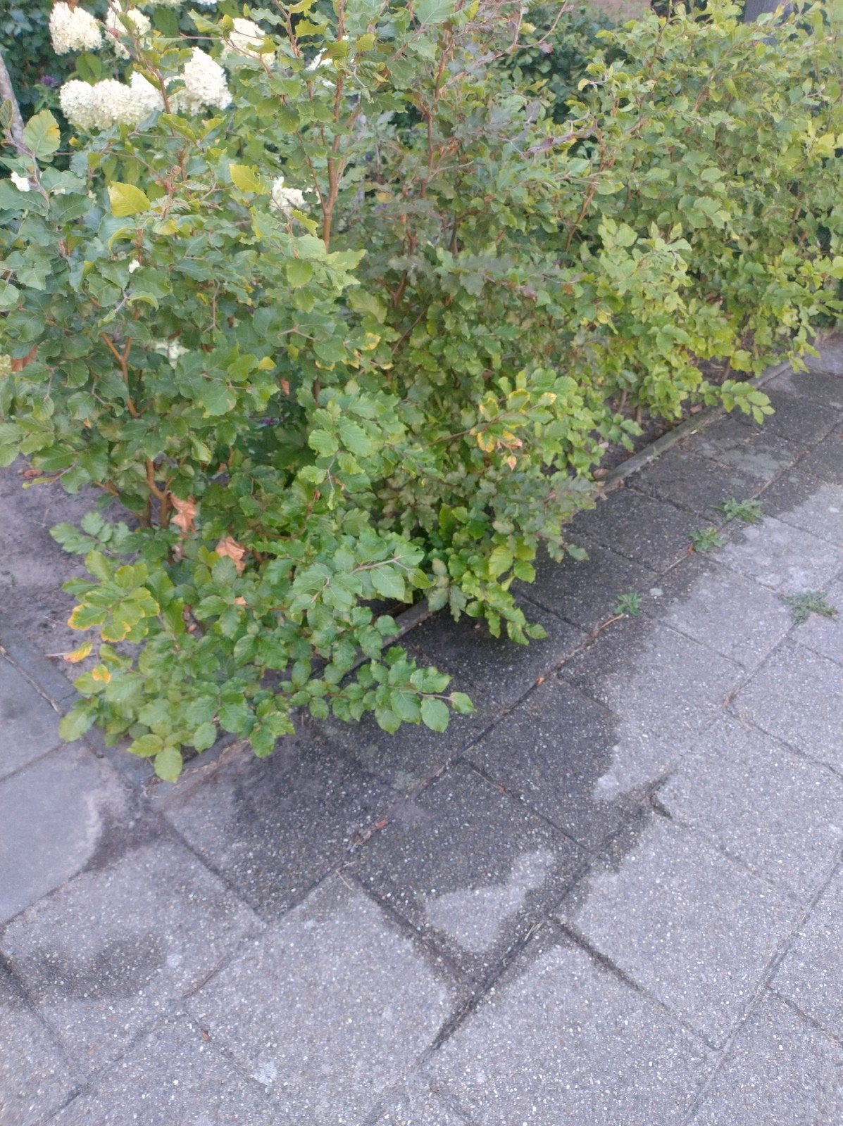 Jonge groene beukenhaag, Tuin en Terras, Planten | Struiken en Hagen, Ophalen, Beukenhaag, Haag, 100 tot 250 cm