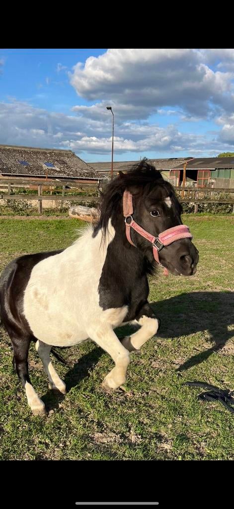 Shetlander merrie, Zadelmak, A pony (tot 1.17m), 7 tot 10 jaar, Merrie