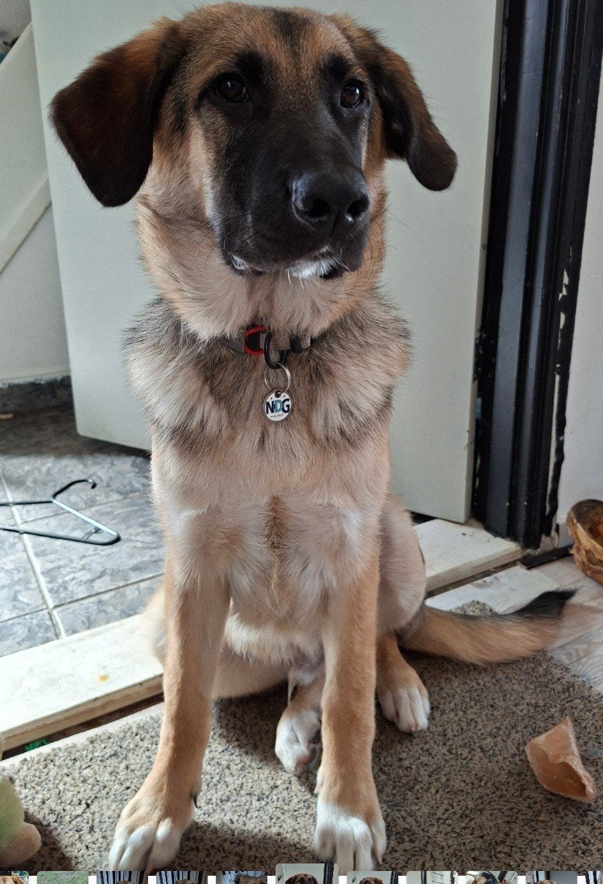 herder/sheperd, 15 weken tot 1 jaar, Reu, Eén hond, Nederland