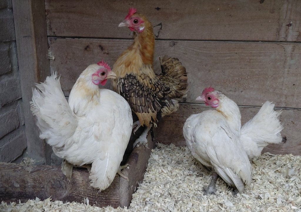 3 Serama hennen, Dieren en Toebehoren, Vrouwelijk, Kip