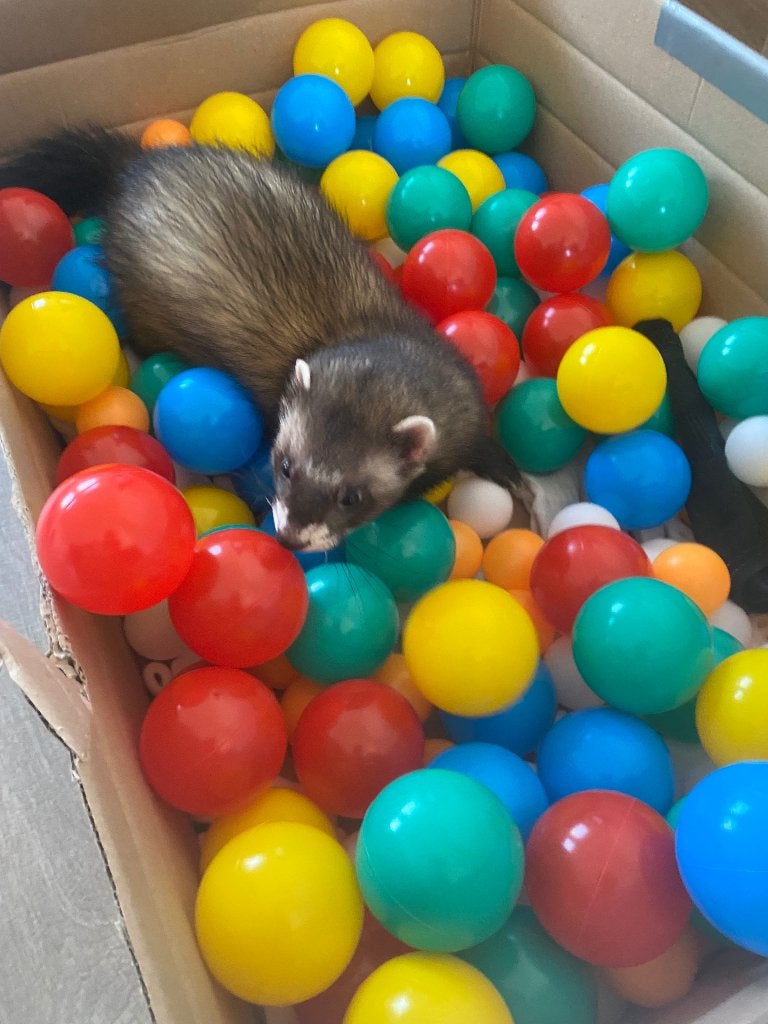 Fret, Dieren en Toebehoren, Overige typen, Minder dan 75 cm, Zo goed als nieuw, Fret