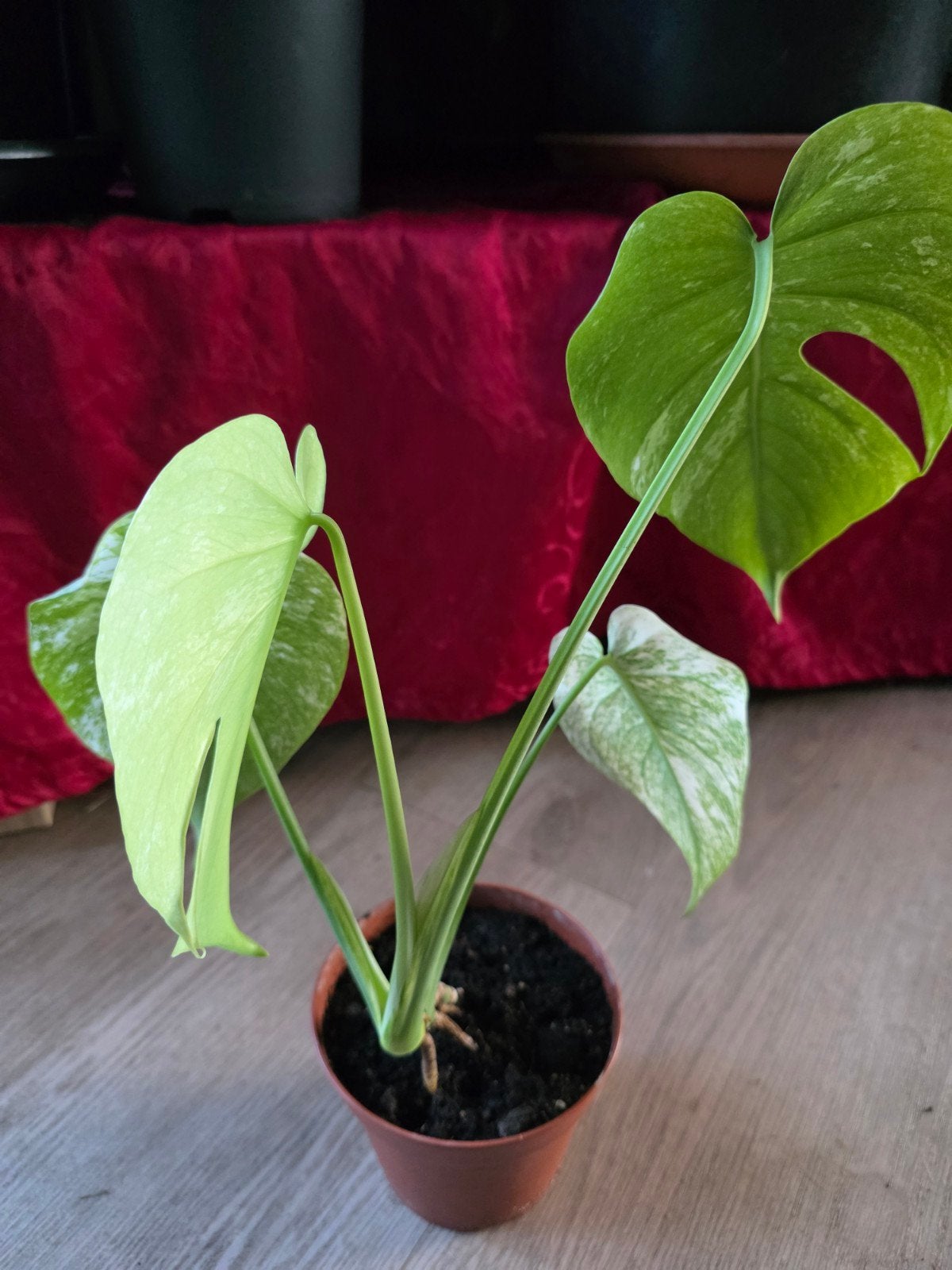 Monstera Mint (White Monster) 30cm hoog, Overige soorten, In pot, Minder dan 100 cm, Groene kamerplant