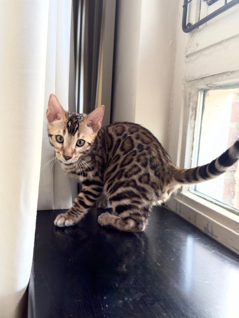 Bengaal Kittens Te Koop Met Stamboom En EU Paspoort, Meerdere dieren, Met stamboom, 0 tot 2 jaar