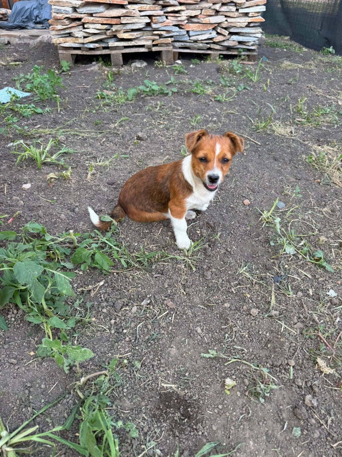 Puppy zoekt thuis, ter adoptie, Dieren en Toebehoren, Honden | Niet-rashonden, 15 weken tot 1 jaar, Handelaar, Buitenland, Teef