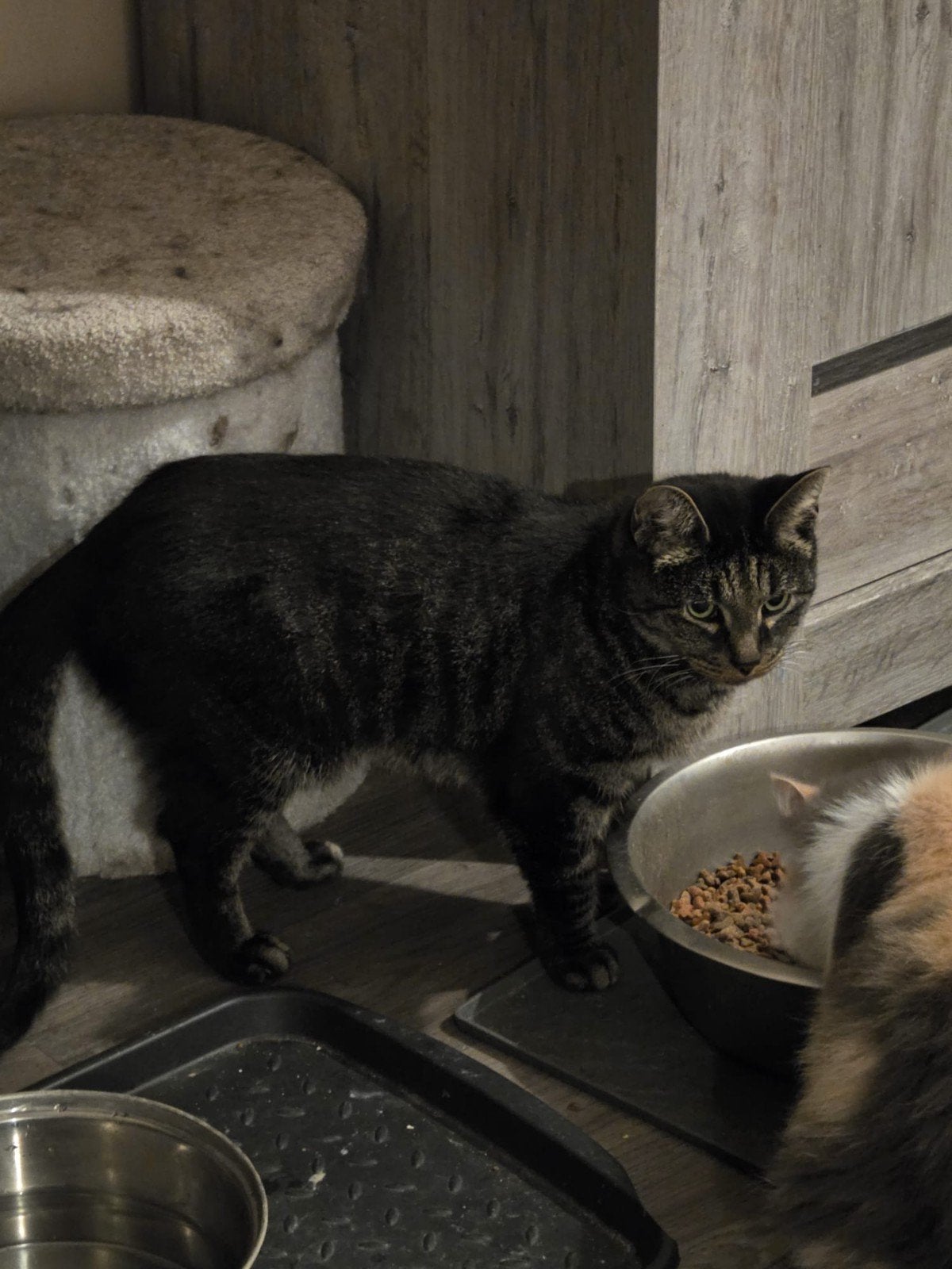 leuke kater, Dieren en Toebehoren, Kater, Kortharig, 0 tot 2 jaar