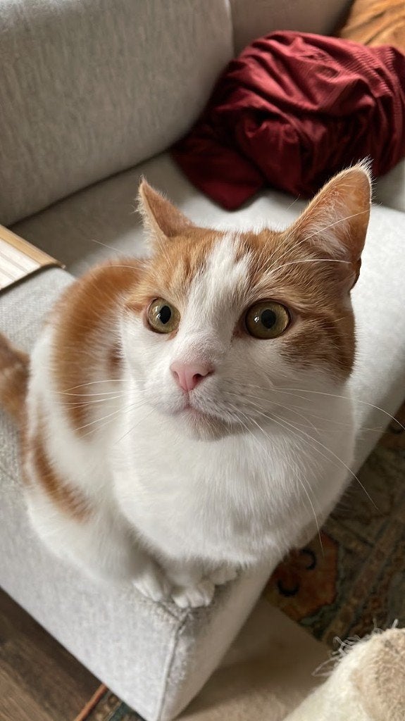 Affectionate 9-year-old cat looking for a loving home, Kater, Gechipt, 6 jaar of ouder