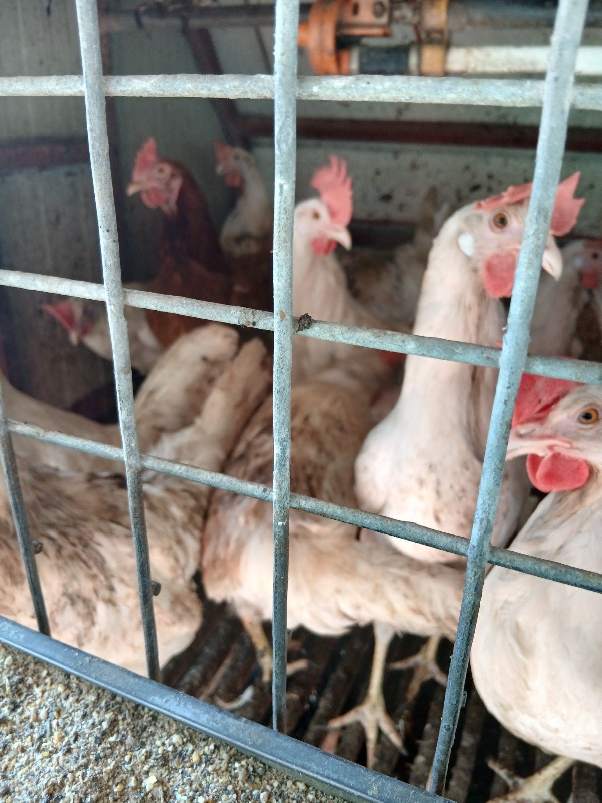 Witte leghorn kippen te koop 20 stuks, Vrouwelijk, Kip