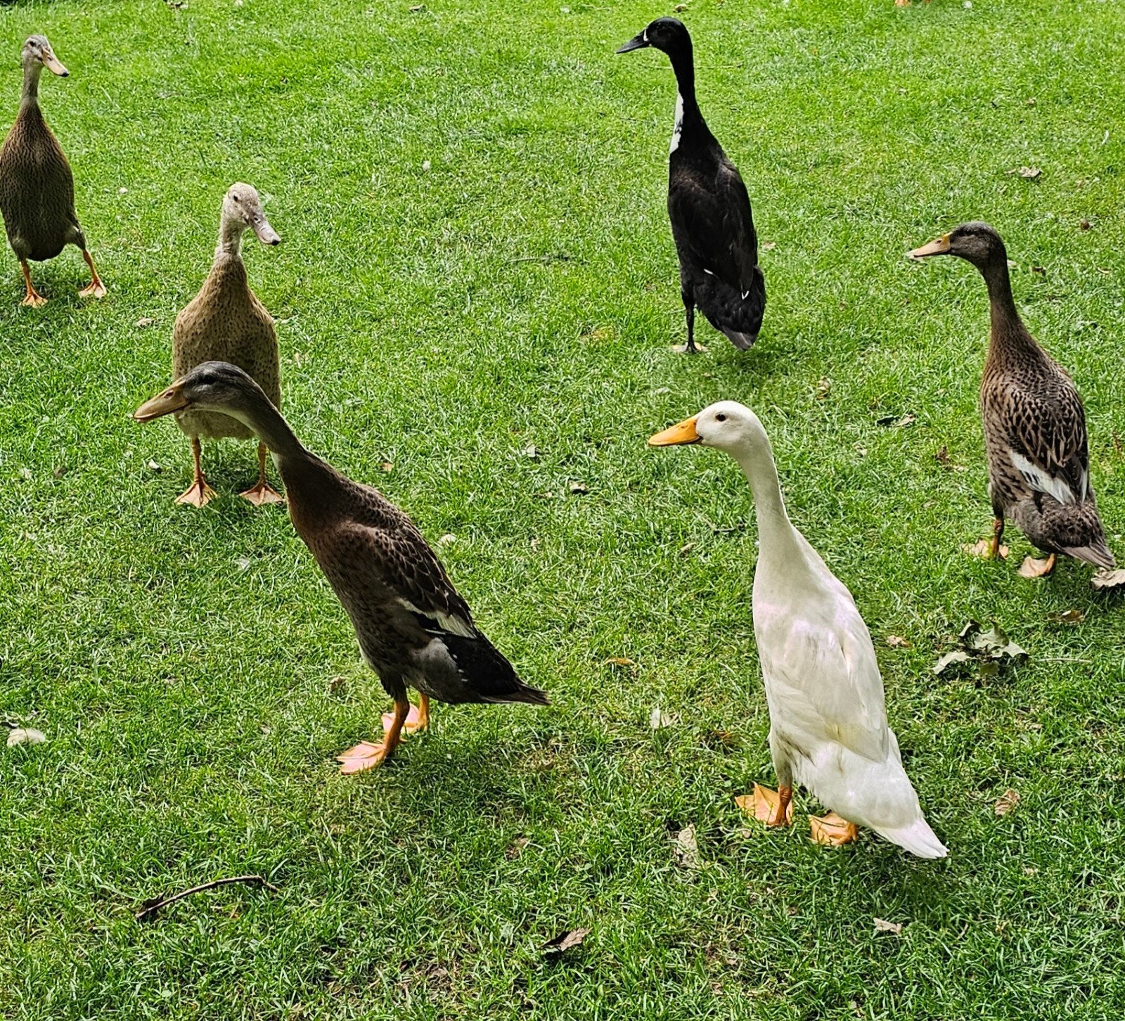 Loopeenden van 2026, Meerdere dieren, Eend