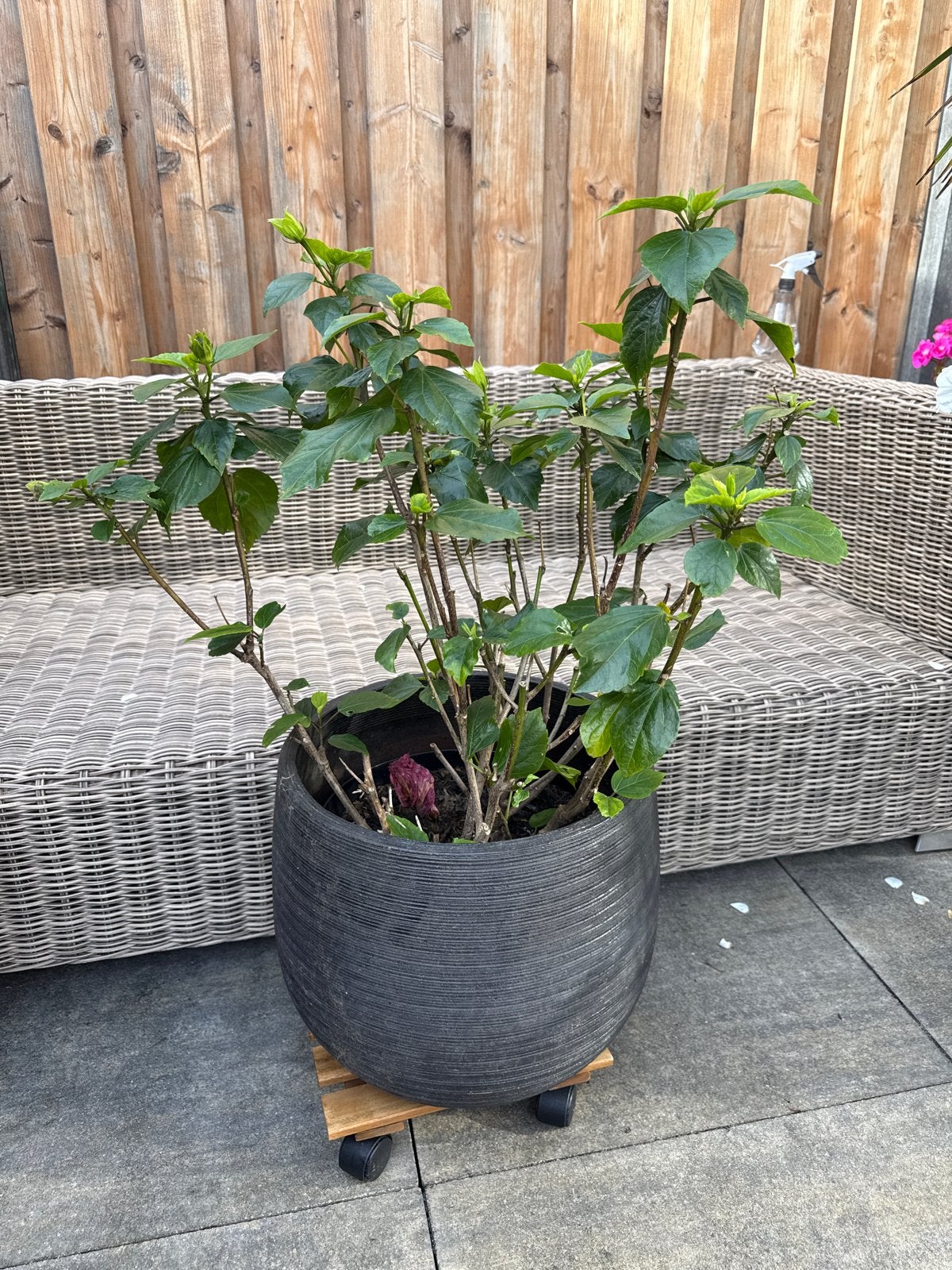 Grote donkergrijze bloempot met plant op wieltjes, Ophalen, Gebruikt, 40 cm of meer, Rond