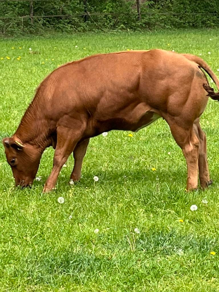 Dikbil pink.  Verkocht!, Dieren en Toebehoren, Runderen, Vrouwelijk