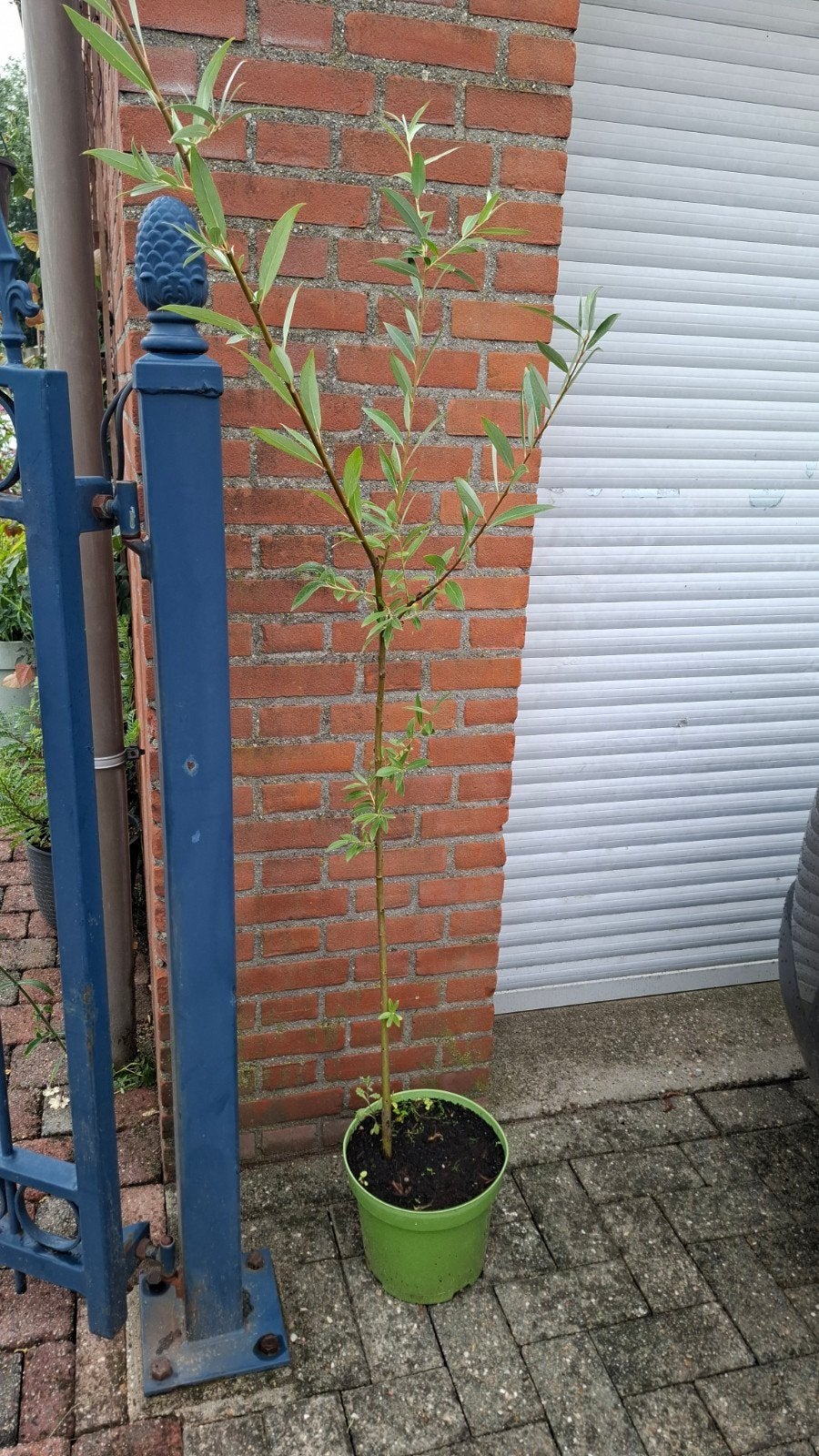 salix alba te koop, Tuin en Terras, Planten | Bomen, Ophalen, In pot, Volle zon, Overige soorten
