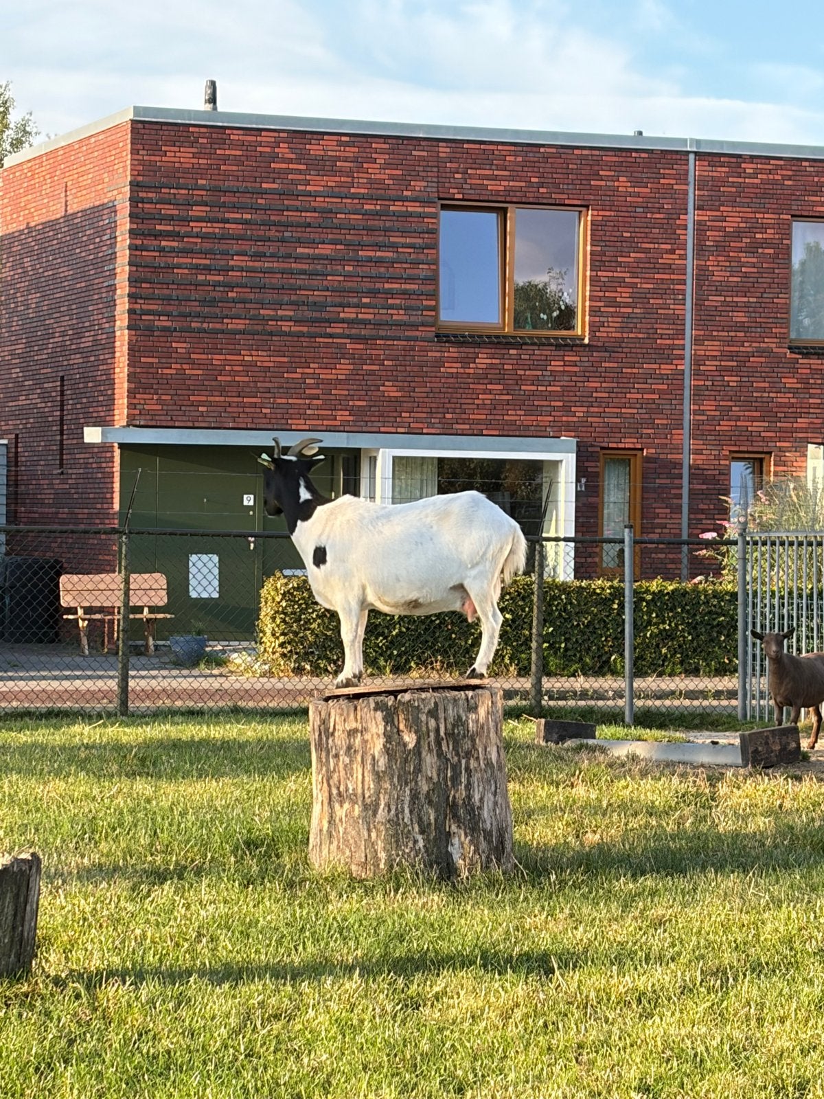 Dwerggeit ooien, Vrouwelijk, Schaap, 3 tot 5 jaar