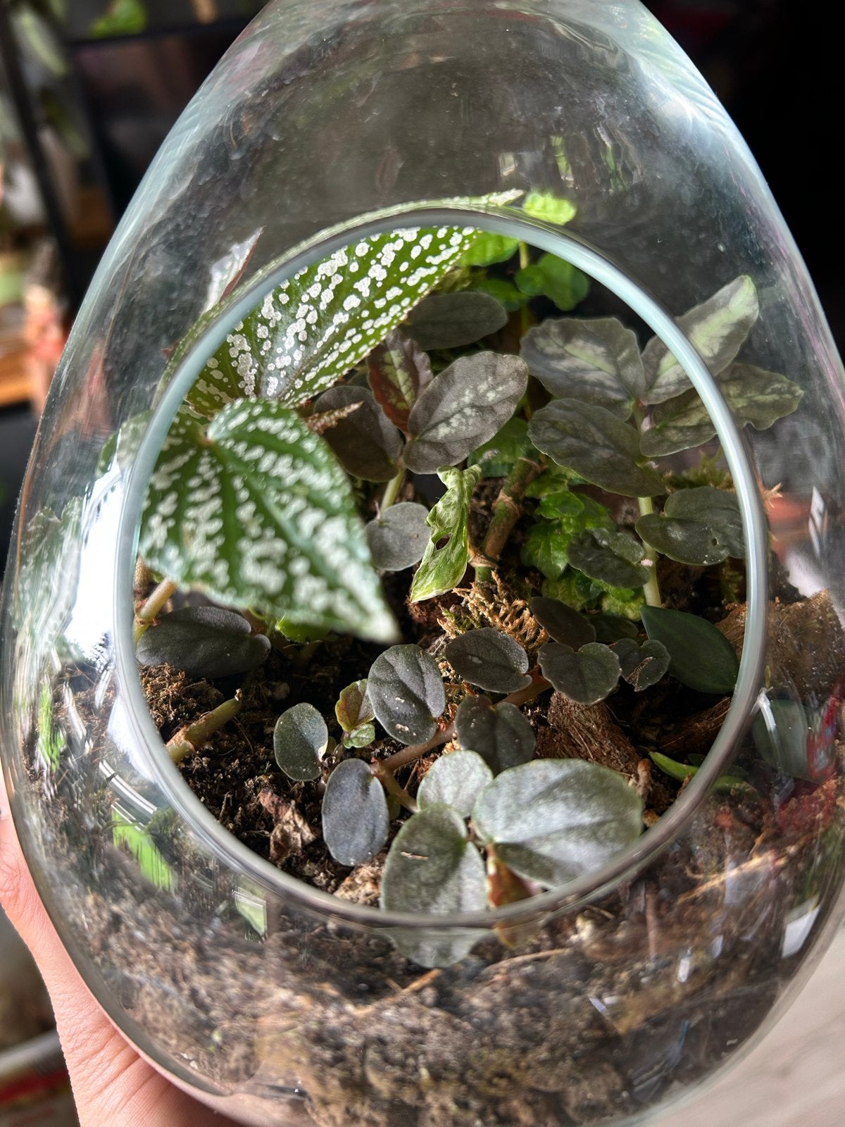 Terrarium planten, Huis en Inrichting, Ophalen, Overige soorten, Halfschaduw, In pot