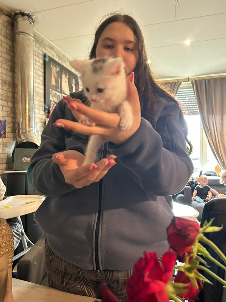 Kittens, Dieren en Toebehoren, Katten en Kittens | Overige Katten, Meerdere dieren