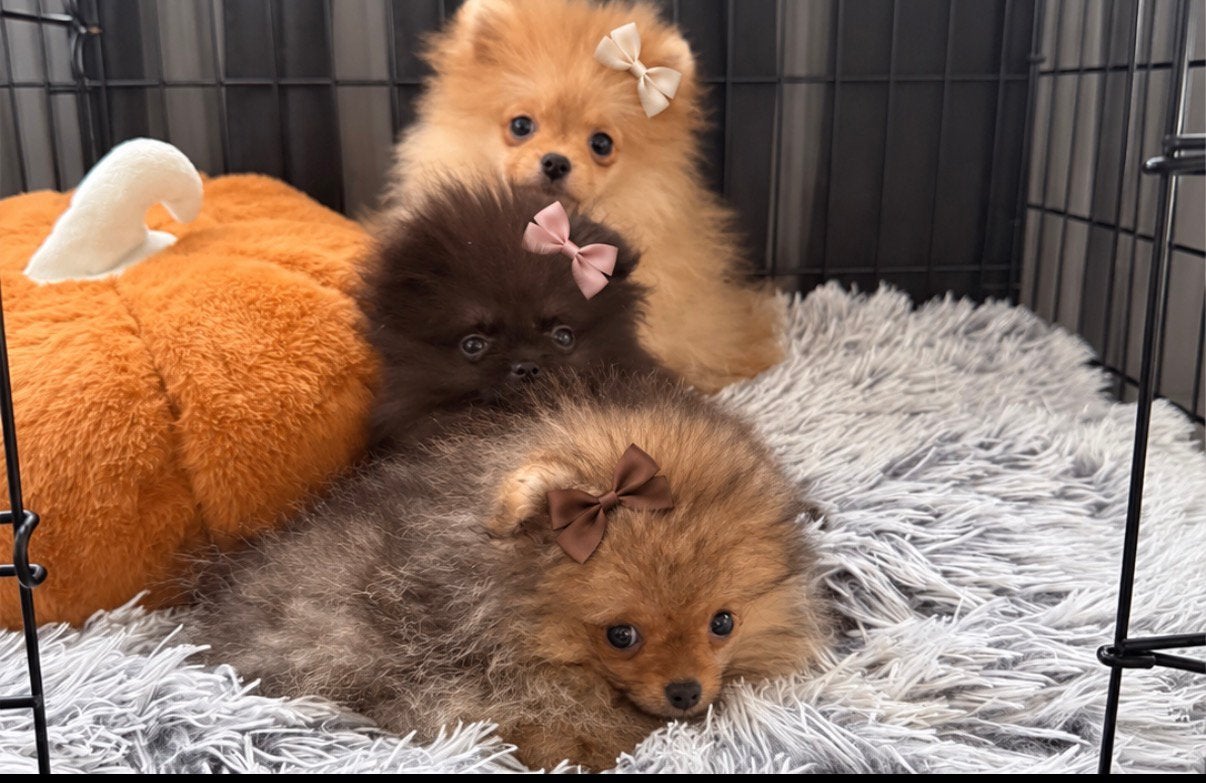 ️Drie bijzondere pomeriaan/Pomeranian zoeken goud mandje️, Particulier, Overige rassen, 8 tot 15 weken, Buitenland