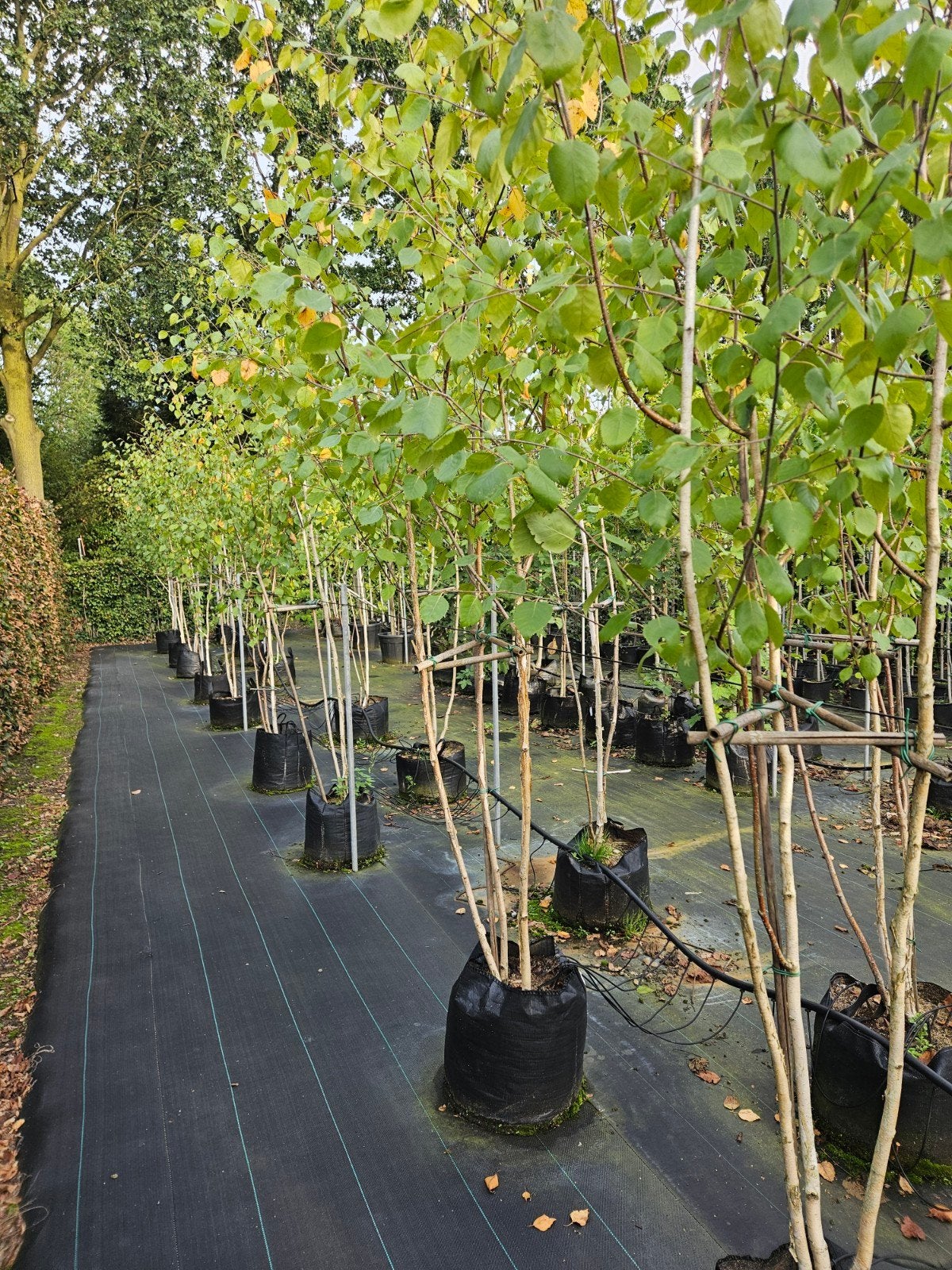 meerstammige betula utilis 'Doorenbos' te koop!, Bloeit niet, Halfschaduw, Overige soorten, 250 tot 400 cm