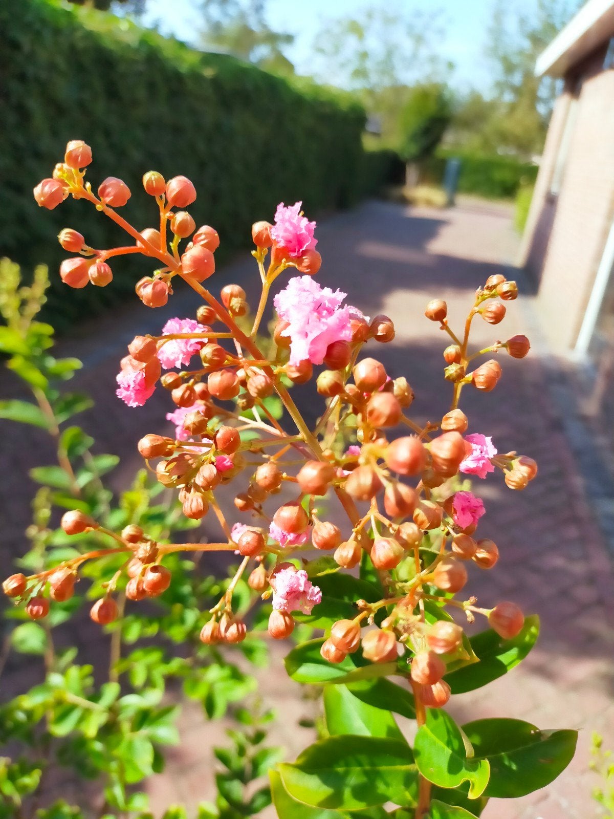 Rose bloeiende Indische sering, Tuin en Terras, Volle zon, Vaste plant, Zomer, Ophalen
