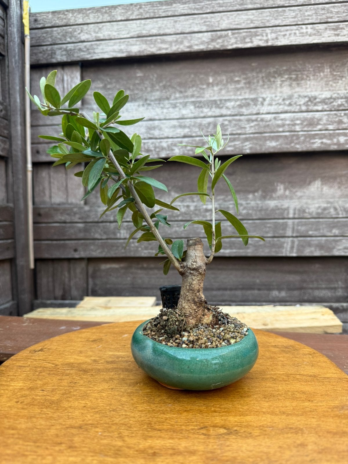 Olea Europaea shohin styl bonsai, Tuin en Terras, Planten | Bomen, Ophalen, Volle zon, Overige soorten, Minder dan 100 cm