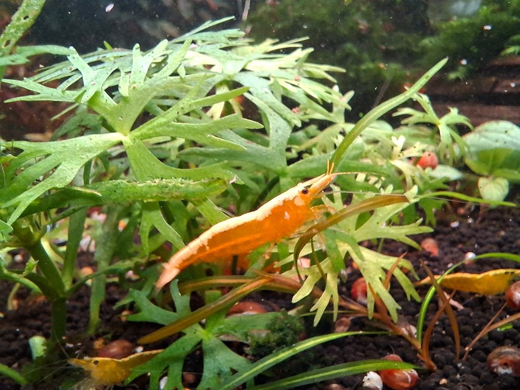 Prachtige yellow neon backline neocaridina gele garnalen, Kreeft, Krab of Garnaal, Zoetwatervis, Schoolvis