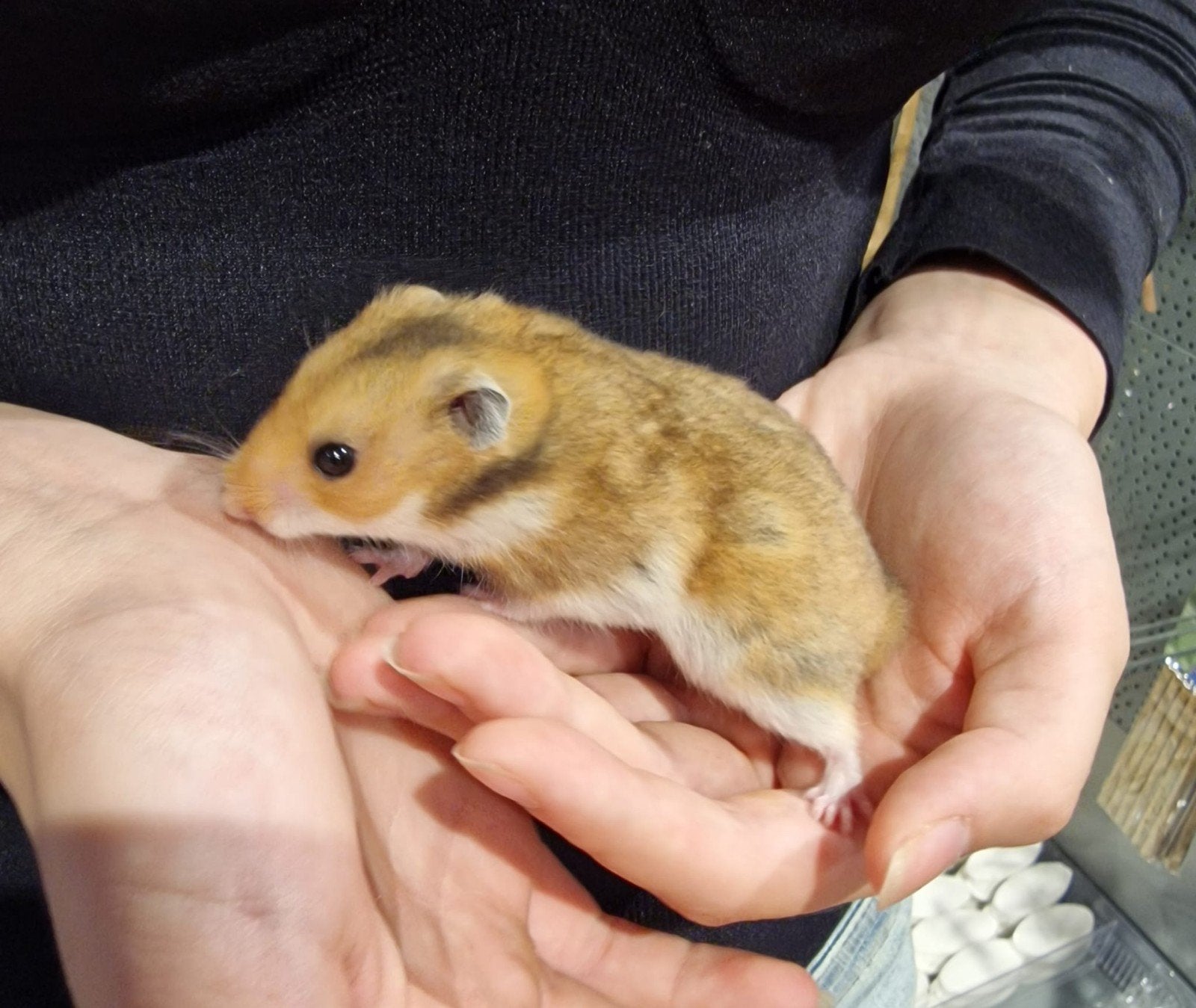 Foto 6 van Syrische hamsters super lief en super tam.