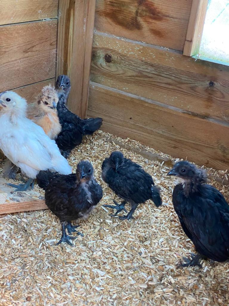 Ayam Cemani kuikens 4weken oud, Dieren en Toebehoren, Pluimvee, Meerdere dieren, Kip