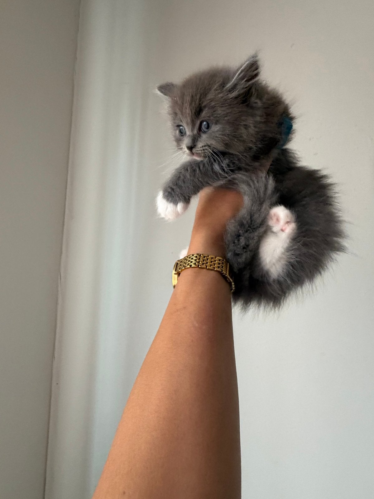 Britse Kort/lang haar   Kittens Gerseveerd !, Dieren en Toebehoren, Katten en Kittens | Overige Katten, Meerdere dieren