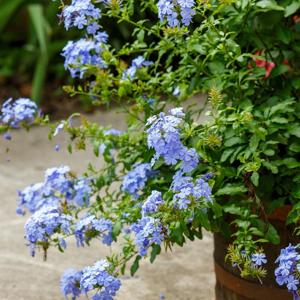 Gezocht plumbago plant, Ophalen of Verzenden, Volle zon