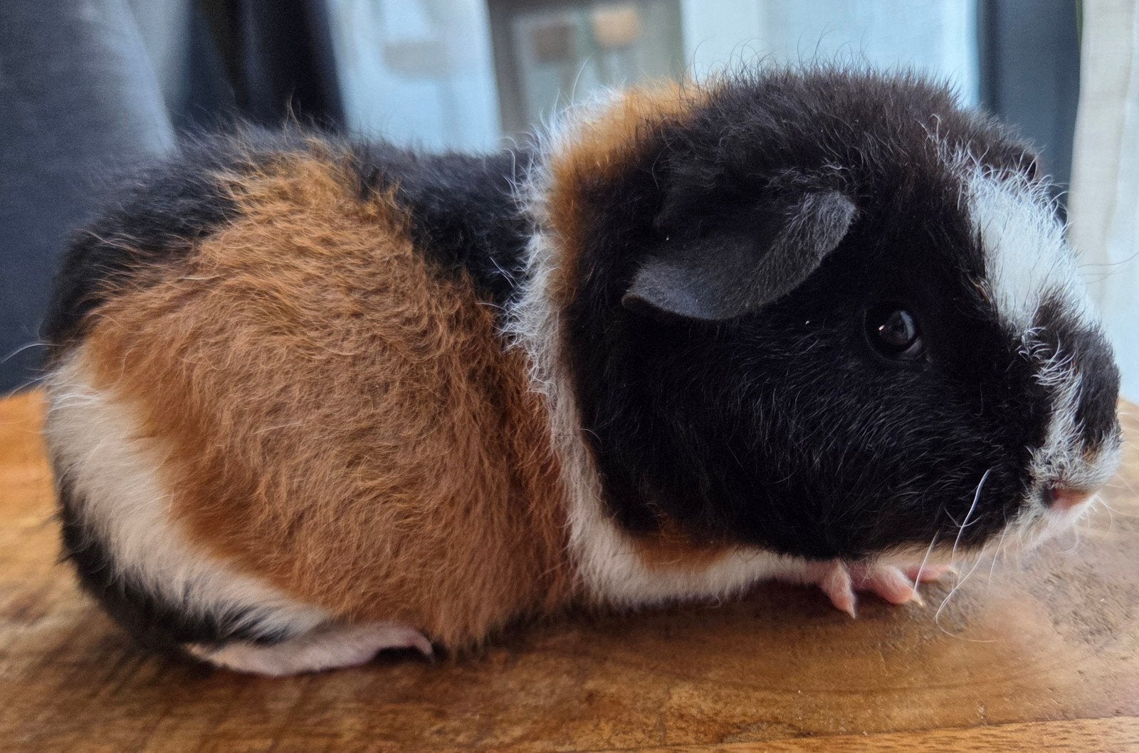 zwart rood wit us teddy beertje van 6 weken oud, Dieren en Toebehoren, Augustus, Mannelijk, Cavia