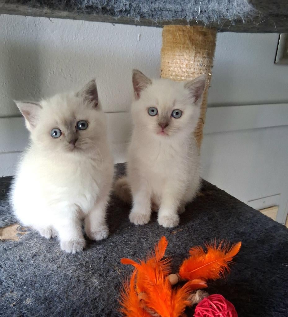 💖 🐾Lieve Mooie Brits- Britse Korthaar kitten (poesje), Dieren en Toebehoren, Katten en Kittens | Raskatten | Korthaar, Meerdere dieren