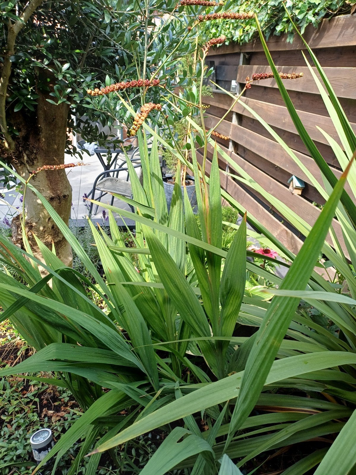 Bollen, uitgebloeid, te groot voor kleine tuin, Ophalen, Najaar, Volle zon, Bloembol