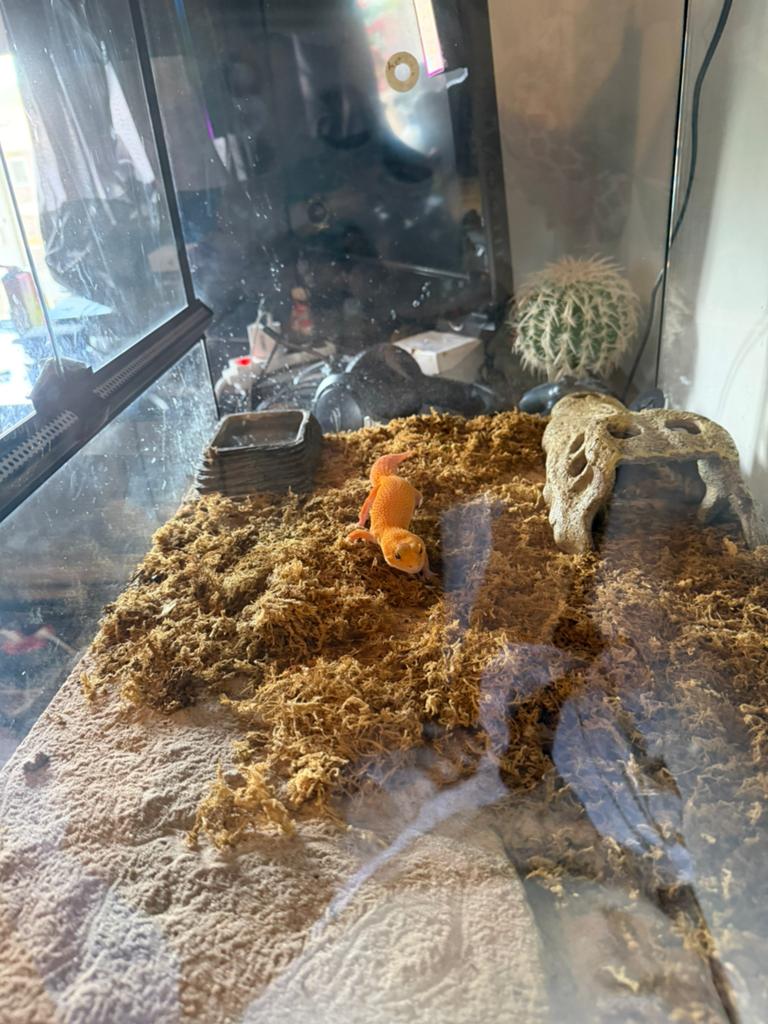 Luipaard gekko Leopard Gecko - male for sale from vanessa