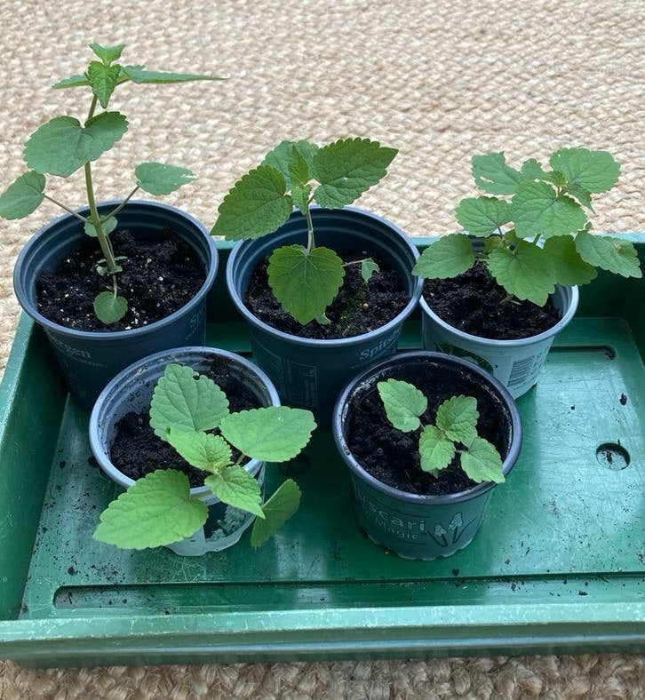Dropplantjes - Agastache foeniculum - bijenplant, Ophalen, Volle zon, Eenjarig, Kruiden