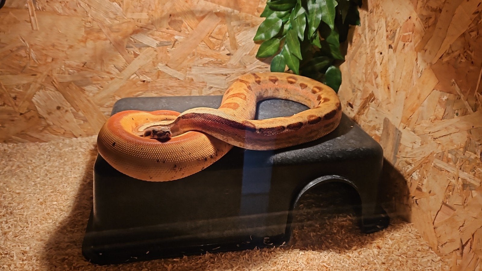 Boa Imperator Hypo Motley Jungle Het Albino Kahl 2024, Dieren en Toebehoren, Reptielen en Amfibieën, Slang, Tam, 3 tot 6 jaar